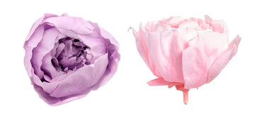 永生花的花語(花材與顏色)