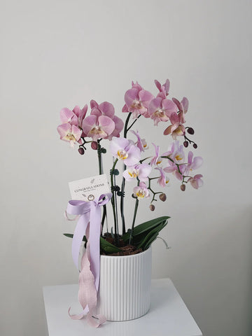 蝴蝶蘭保養全攻略:從選購到日常護理