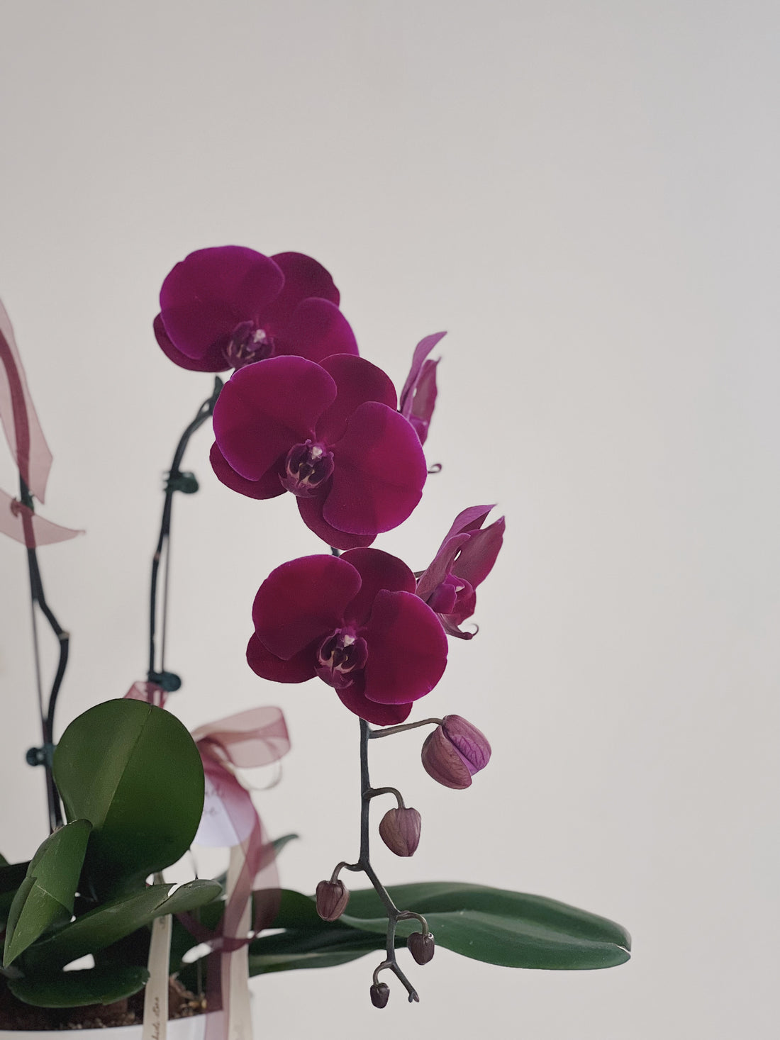 紫色蘭花組盆,綠葉搭配。