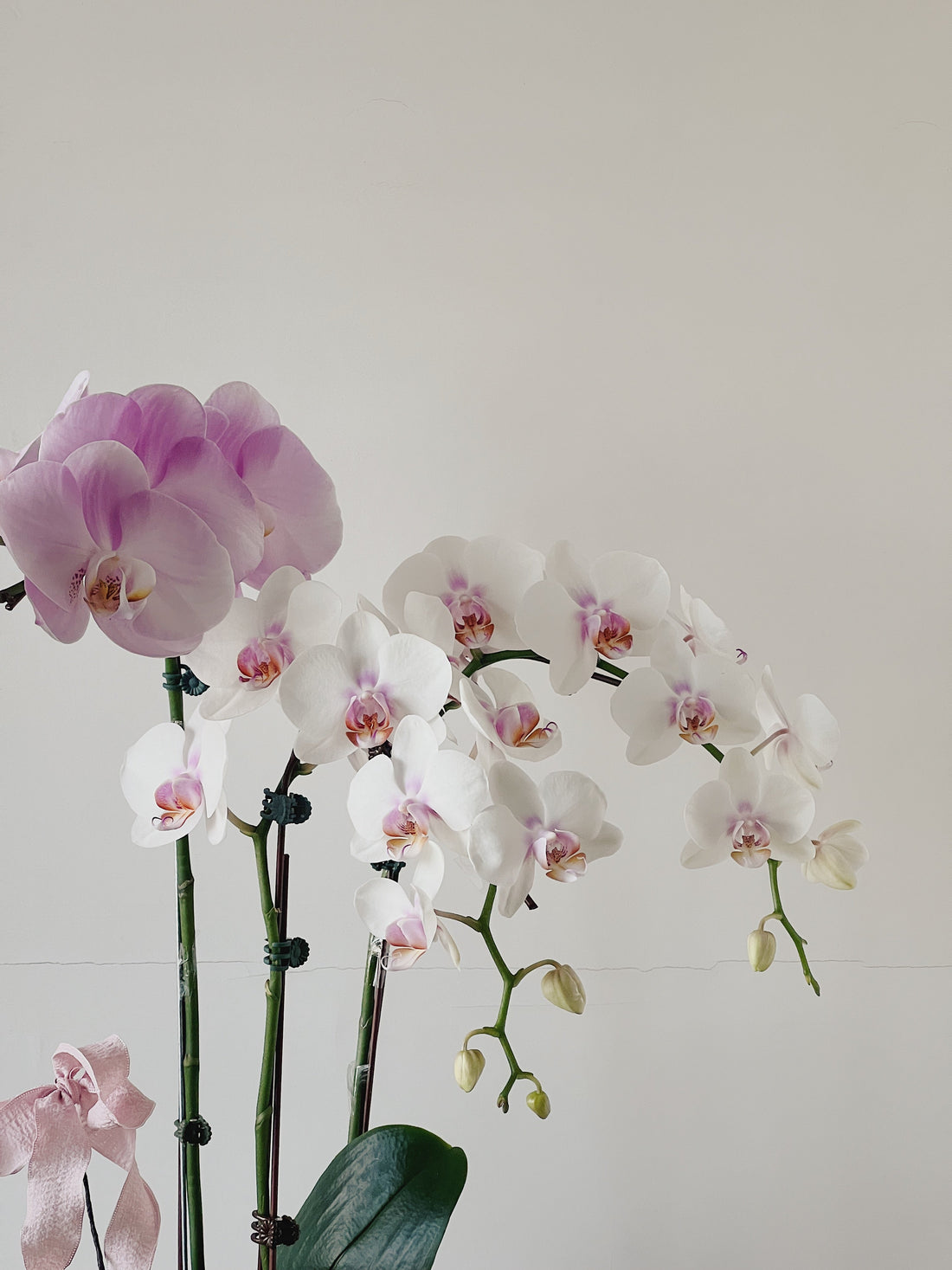 探病 蘭花