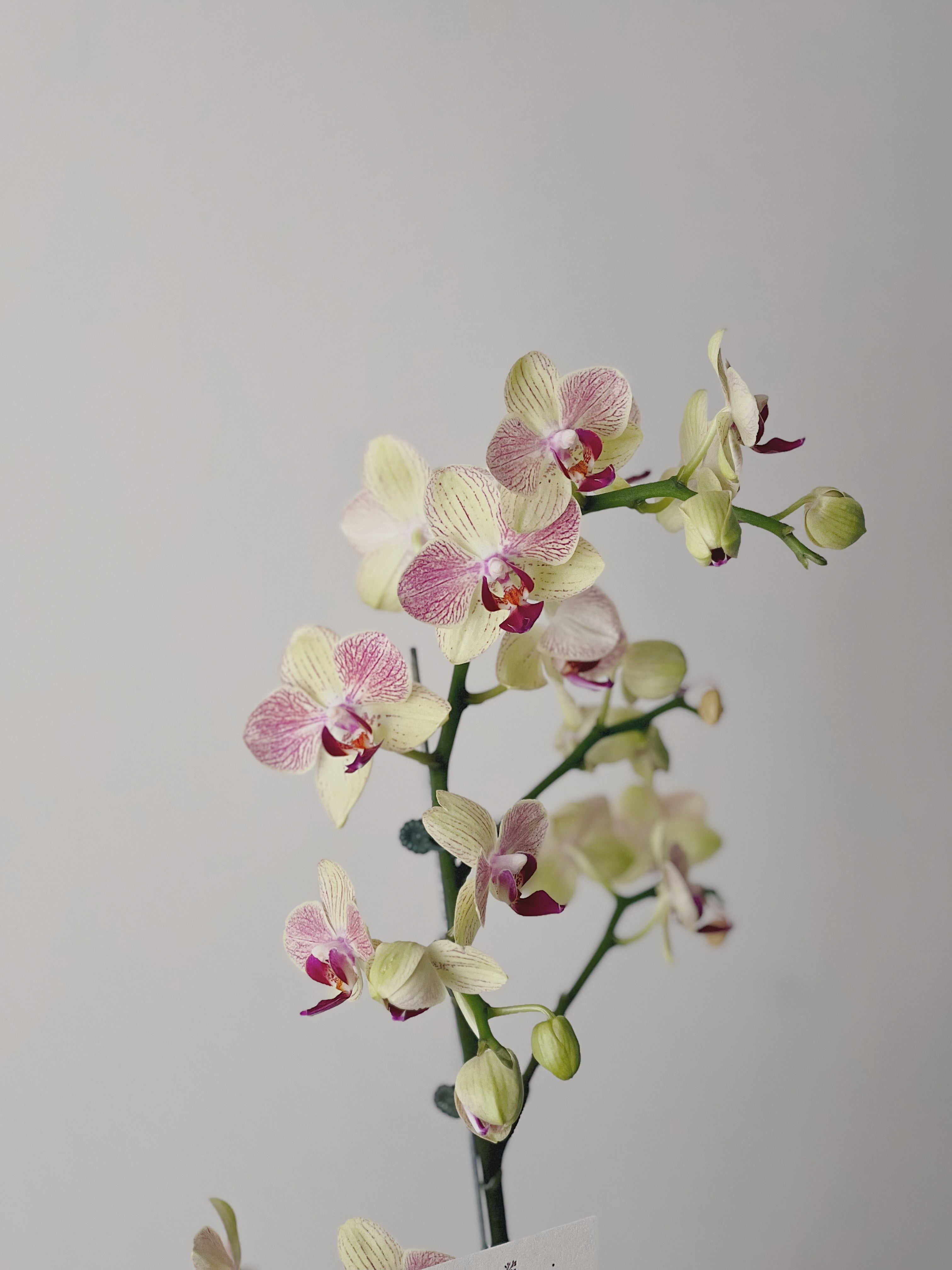 小仙女的花店－白色蝴蝶蘭祝賀蘭花盆栽