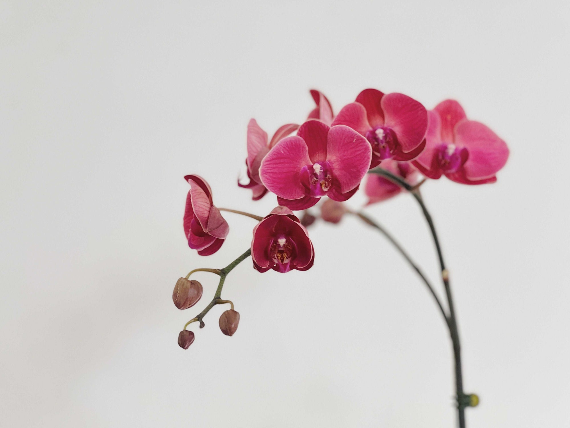 【蘭花花禮】 優雅氣質粉 蘭花組盆