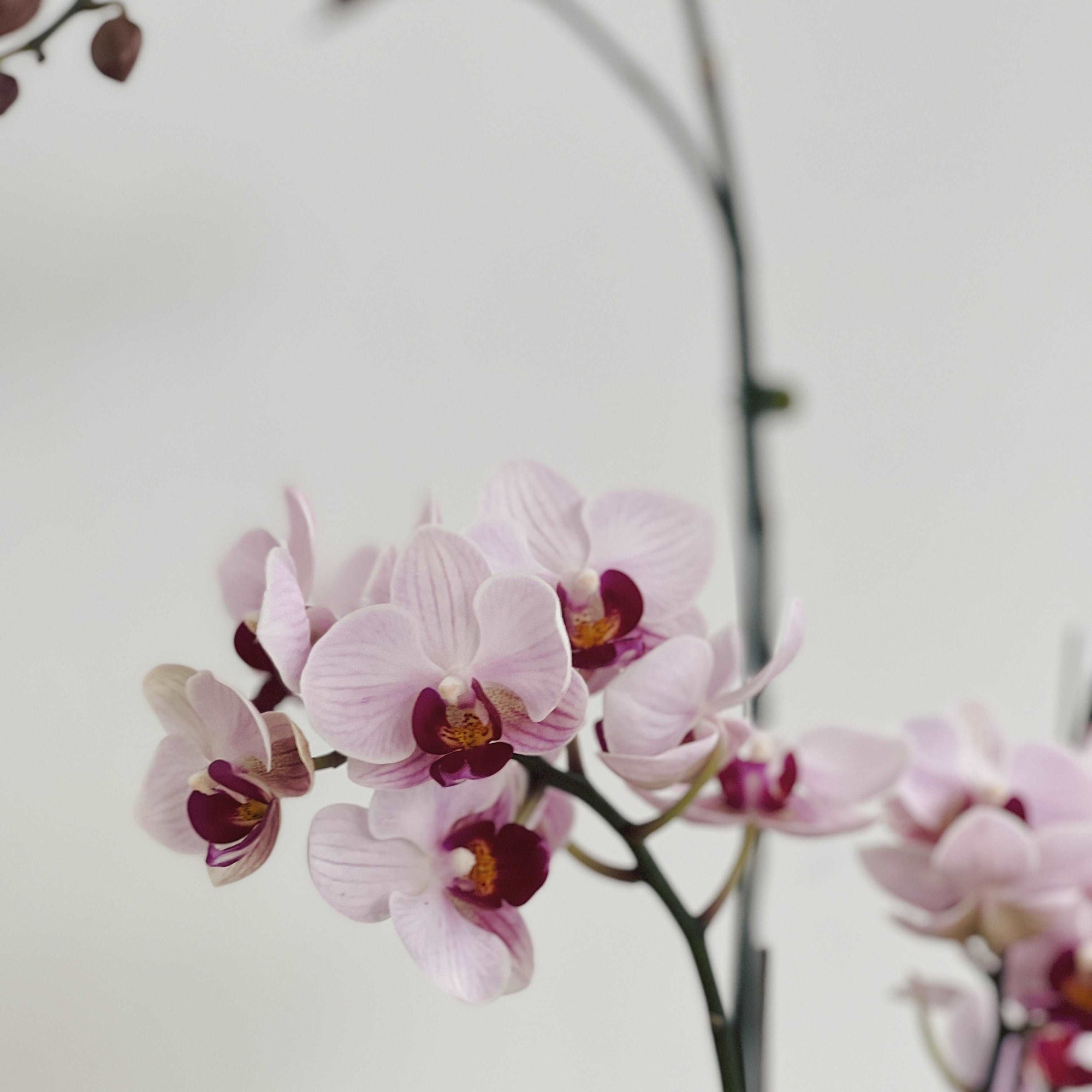 【蘭花花禮】 優雅氣質粉 蘭花組盆