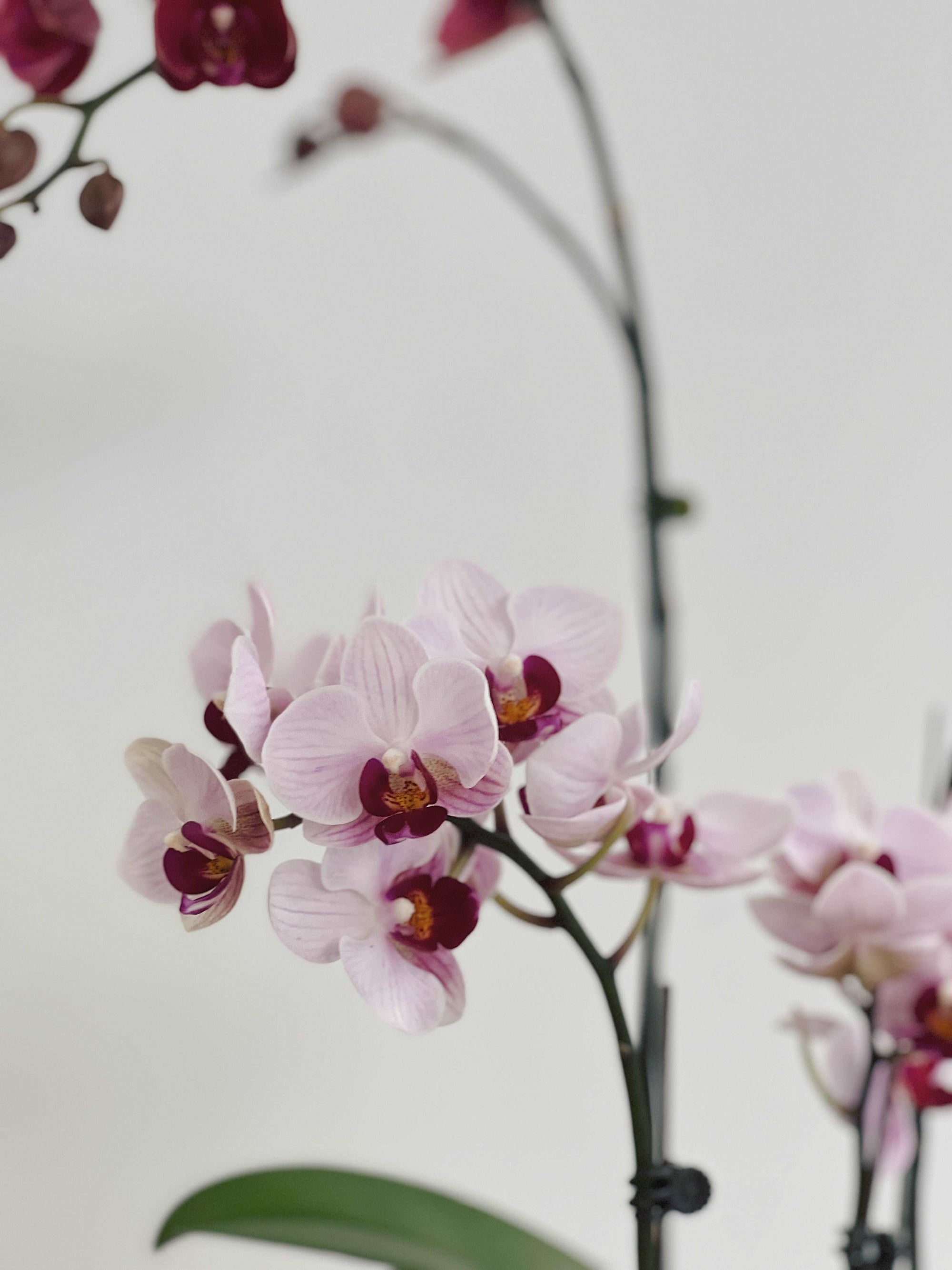 【蘭花花禮】 優雅氣質粉 蘭花組盆