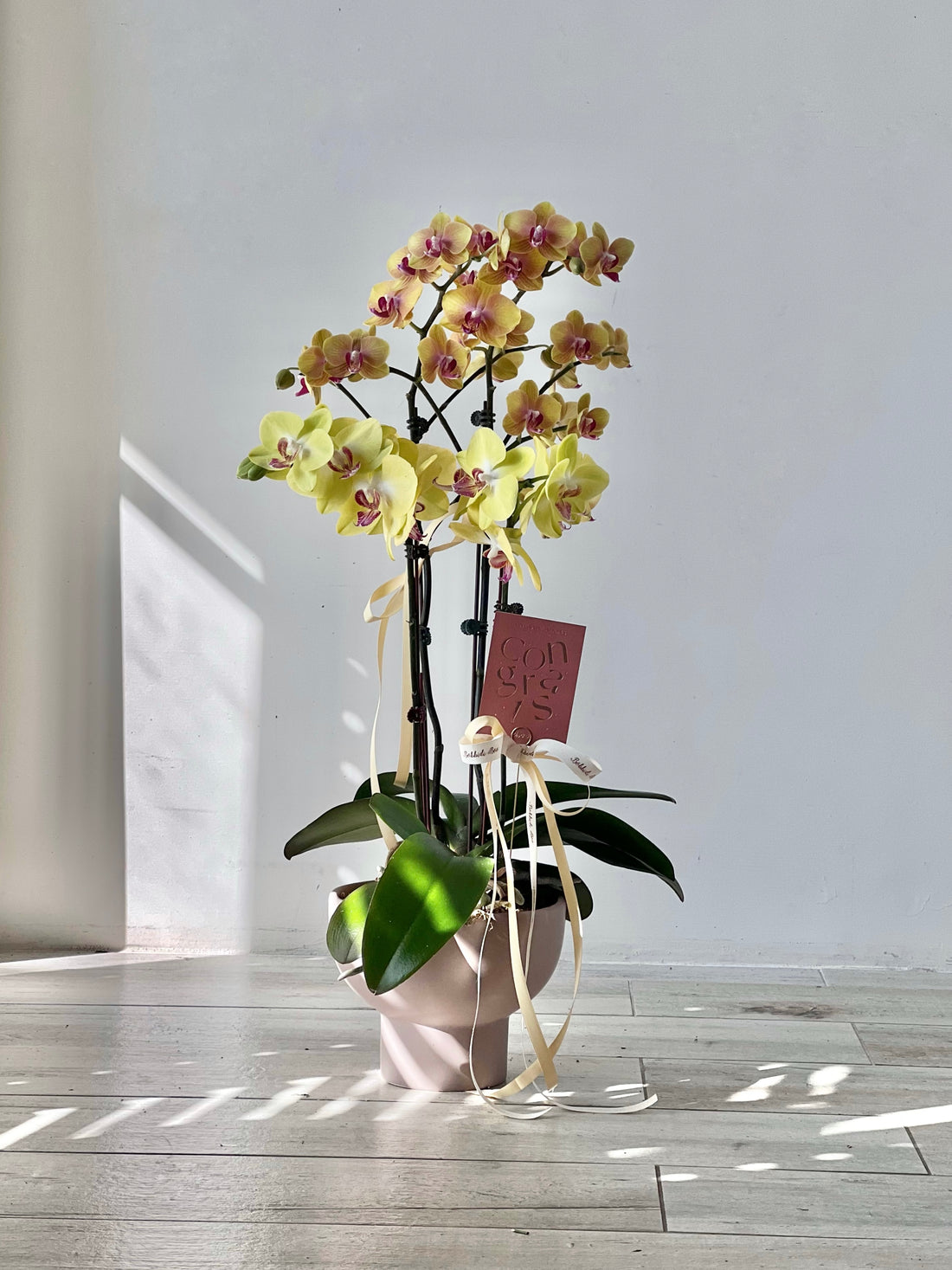 黃色蝴蝶蘭 祝賀蘭花盆栽