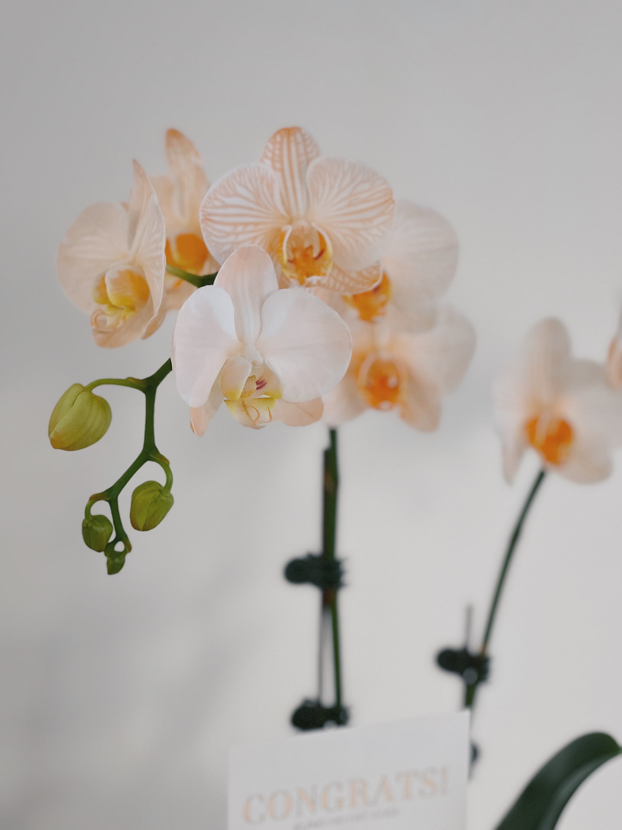 橙色蘭花，單盆，花苞綻放。