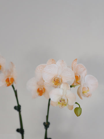 白色和橙色的蘭花，單盆展示。